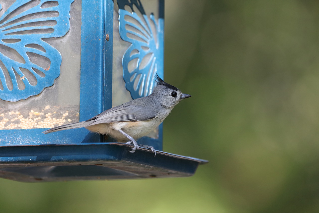Repurpose Your Grandma's Old Teapot into a Bird Feeder